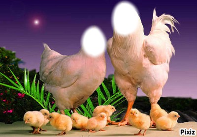 le coq et la poule Фотомонтажа