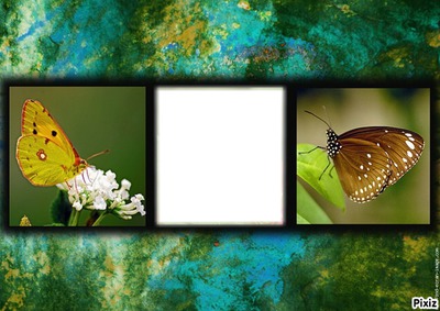 papillons Montage photo