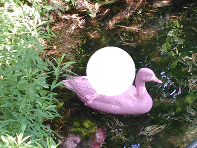 Canard Rose Pink Duck Fotomontāža