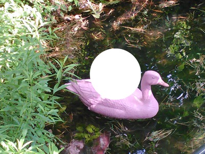 Canard Rose Pink Duck