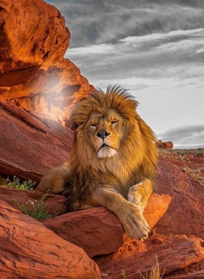 lion Fotomontažas