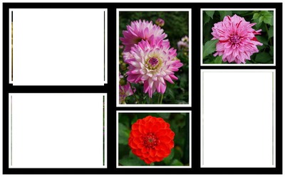 laly fleurs Fotomontage