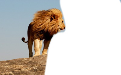 le roi lion Fotomontaža
