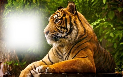 tigris Photomontage