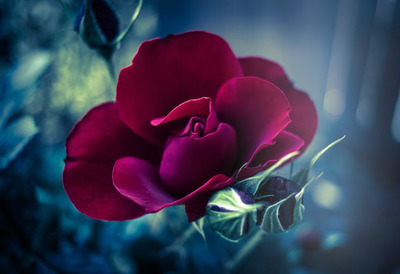 Rosa romantica Montaje fotografico