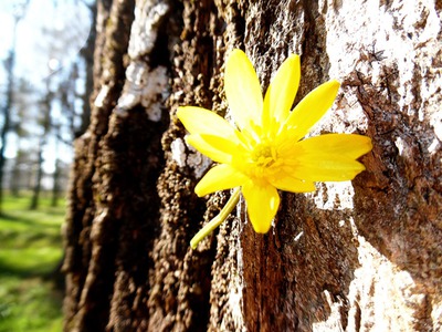 Fleur dans l'arbre Fotomontaggio
