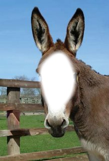 burro Фотомонтаж