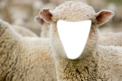 mouton Montage photo