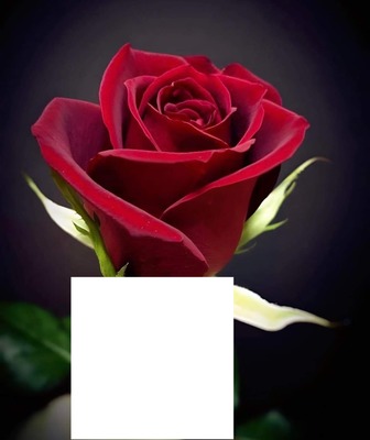 My red rose Fotomontāža
