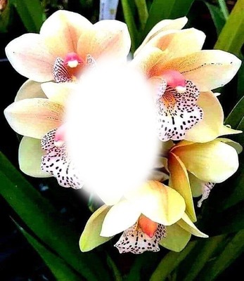 orchids Photo frame effect