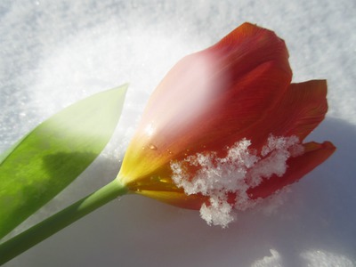 tulipe Photomontage