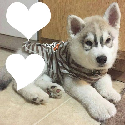 Bébé Husky Fotomontáž