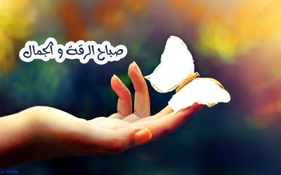 papillon arabe Photomontage