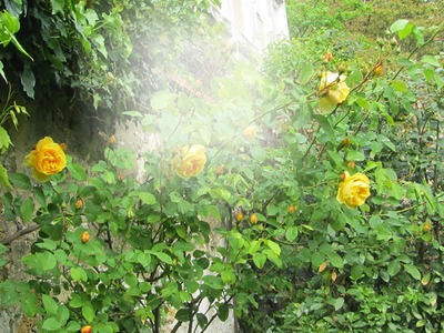 Les roses jaune Fotomontasje