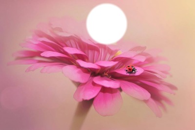 lady bug Photomontage