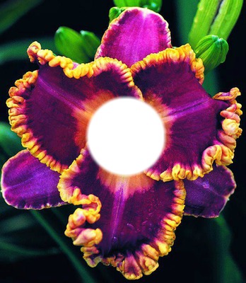 la fleur de l'amour Valokuvamontaasi