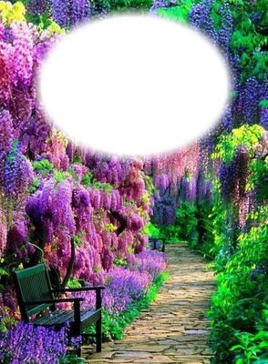 Nature-sentier-fleurs-jardin Photo frame effect