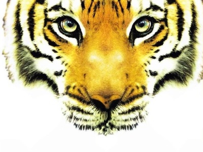 love tigre Fotomontasje