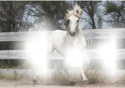 taureau /cheval gardins Photomontage