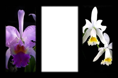 cadre orchidées Фотомонтажа
