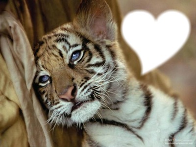bébé tigre Fotomontáž