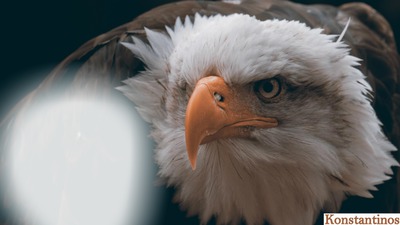 Eagle Photo frame effect