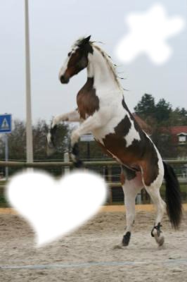 un cheval Fotomontaža