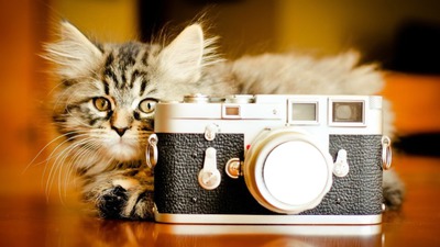 cat Photomontage