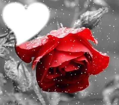 Rose rouge avec neige Montage photo