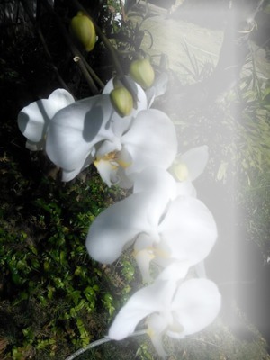 orquideas Fotoğraf editörü