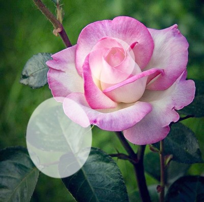 Cc Rosa rosa Fotomontagem
