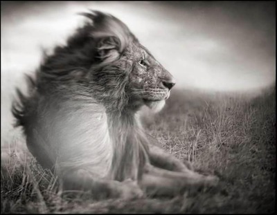 photo lion bouchiba djelfa algerie Photo frame effect