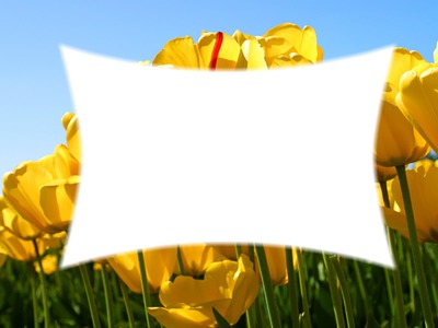 tulips Photomontage