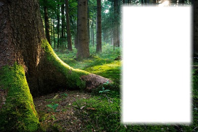 Zöld erdő Fotómontázs
