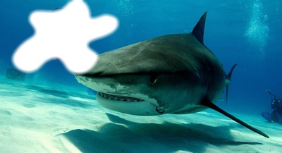 tiburon Montaje fotografico