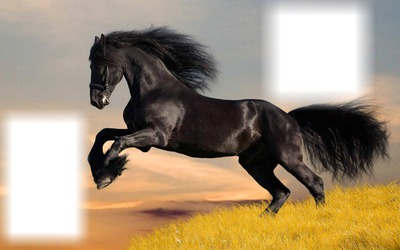 cheval noir 2 photos Photomontage