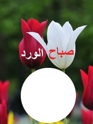 bonjour en arabe Fotomontaż