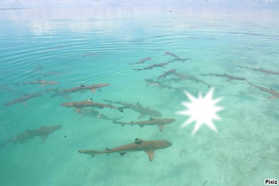 avec les requins Montaje fotografico
