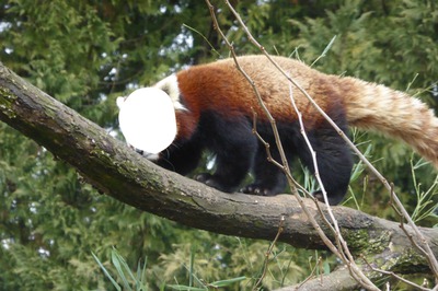 panda roux Photomontage