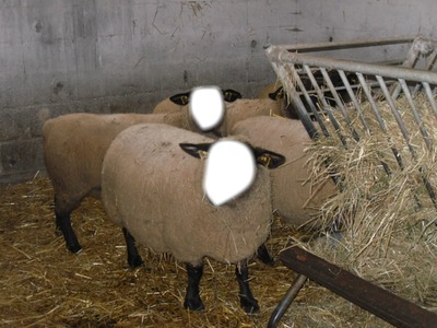 mouton Fotomontagem