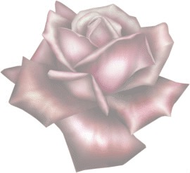 róża Φωτομοντάζ