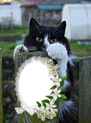 Cc Mi gato Fotomontage