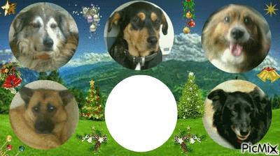 My Dogs Photo frame effect
