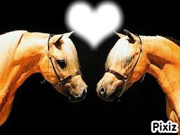 love horse Fotomontasje