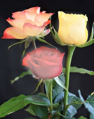 renewilly 3 rosas diversas Montaje fotografico