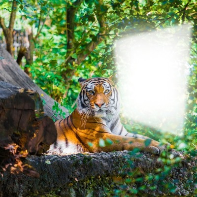 tigris Fotómontázs