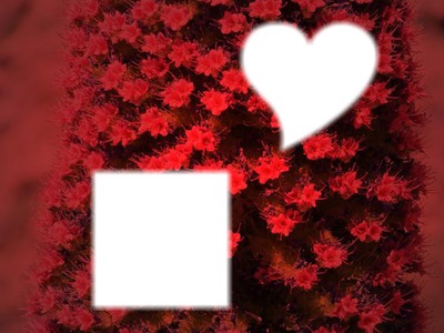 fleure rouge Montaje fotografico