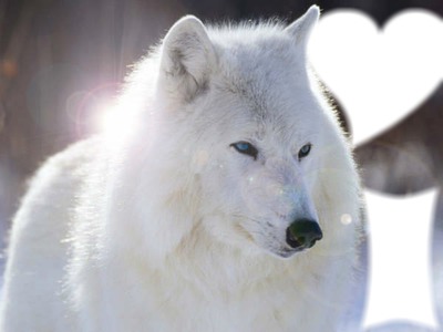 loup blanc coeur Fotomontage