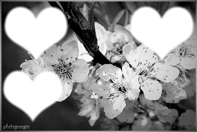 fleur noir & blanc Montaje fotografico