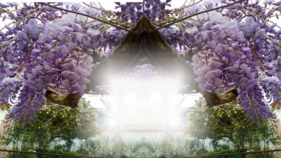 flores Photomontage